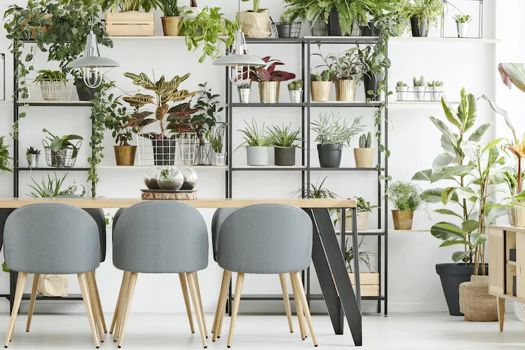 Arredare casa con le piante: come disporle e quali scegliere