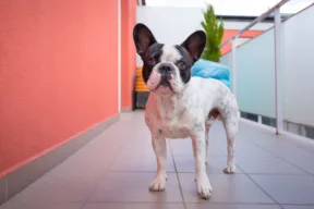 Cane in Condominio