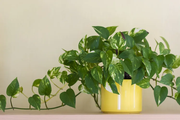 Le 5 piante da evitare in casa
