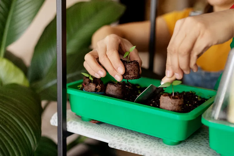 4 idee per l’orto indoor, in appartamento o sul balcone