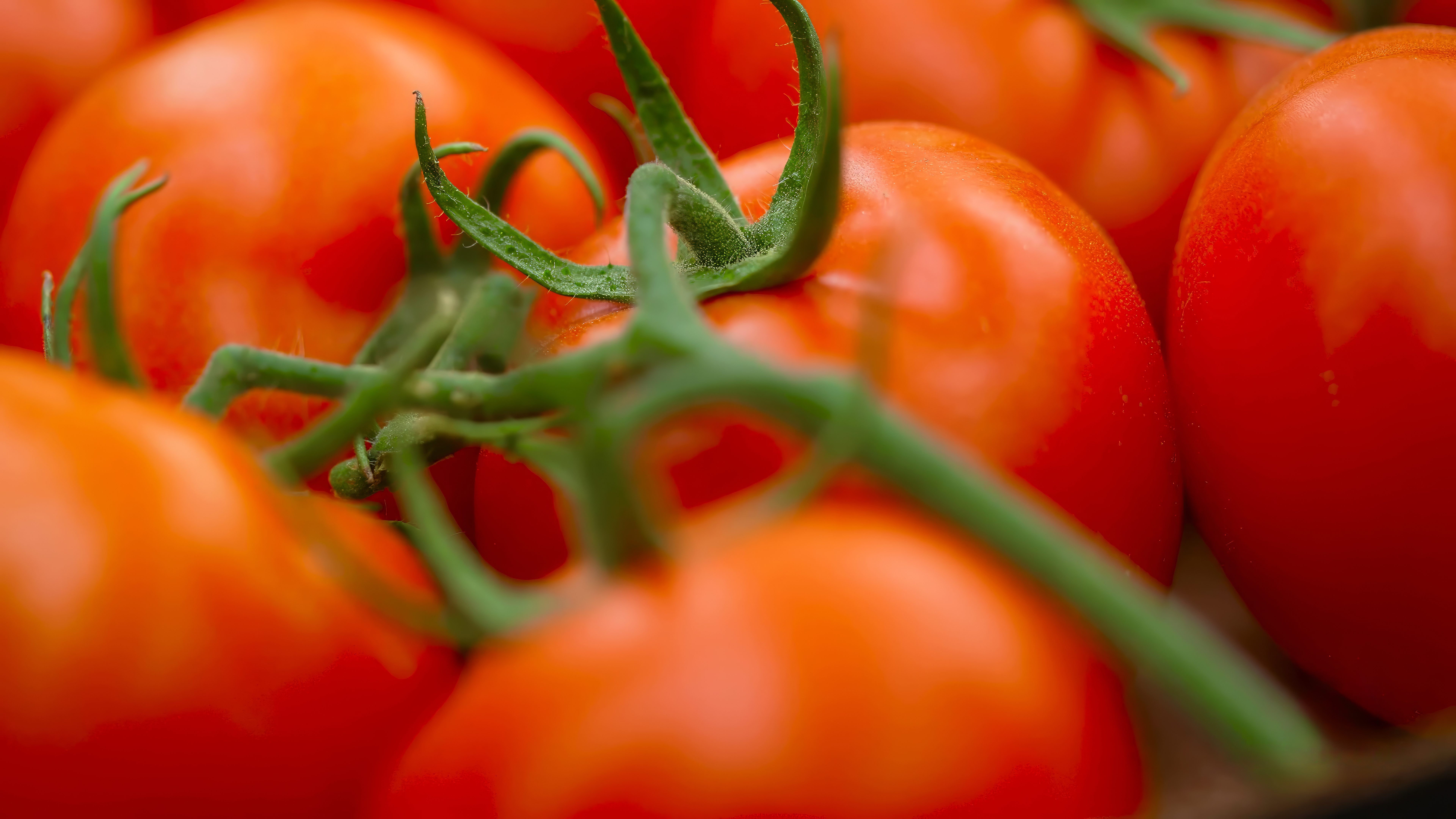 pianta di pomodoro