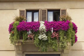balcone fiorito