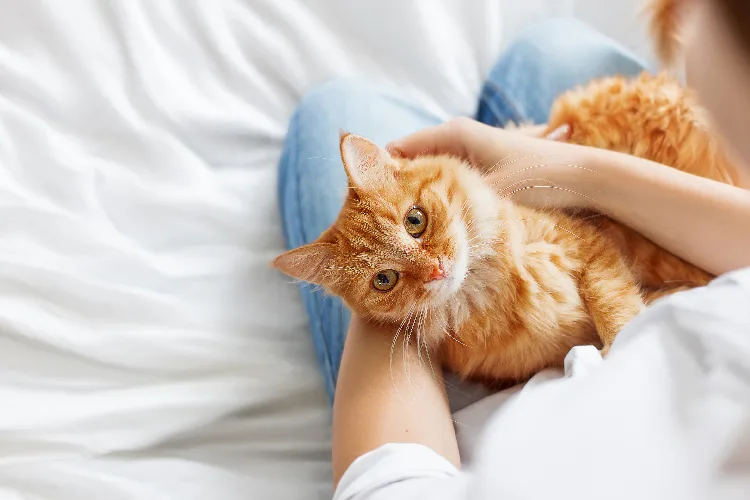 Gatti in condominio nelle parti comuni, cosa dice la legge? Ecco tutte le regole da seguire