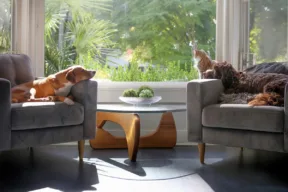 cani e gatto in casa