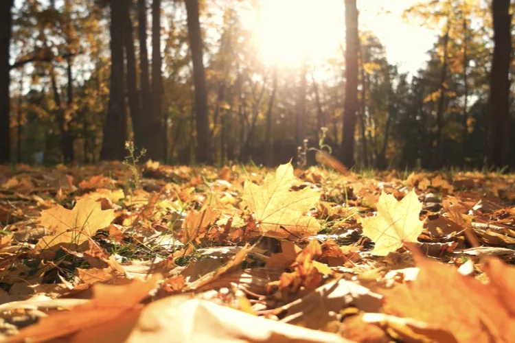 Foglie in autunno: come riutilizzarle?