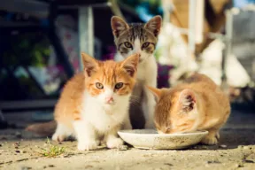 gatti che mangiano
