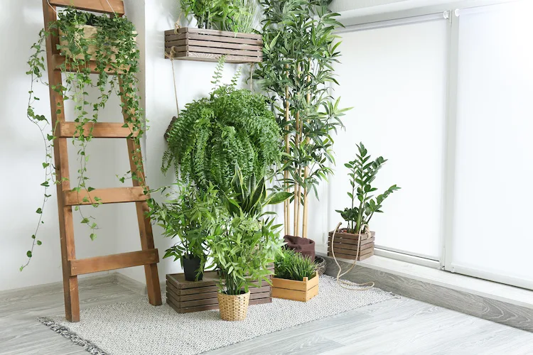 Piante d’appartamento: 8 consigli per curarle in inverno