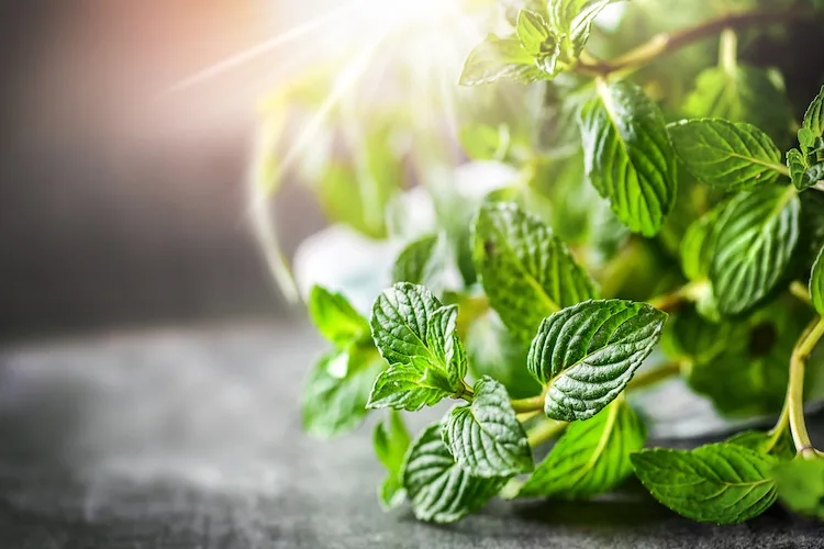 Feng Shui: le piante che attirano energia positiva