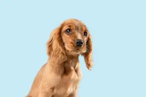 Cane regole condominiali