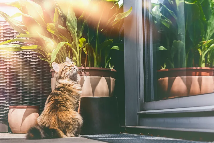 Mettere il balcone in sicurezza per il gatto di casa. Come fare? Ecco alcune soluzioni