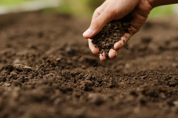 Terreni e ruderi abbandonati: come diventarne proprietari (anche gratis)