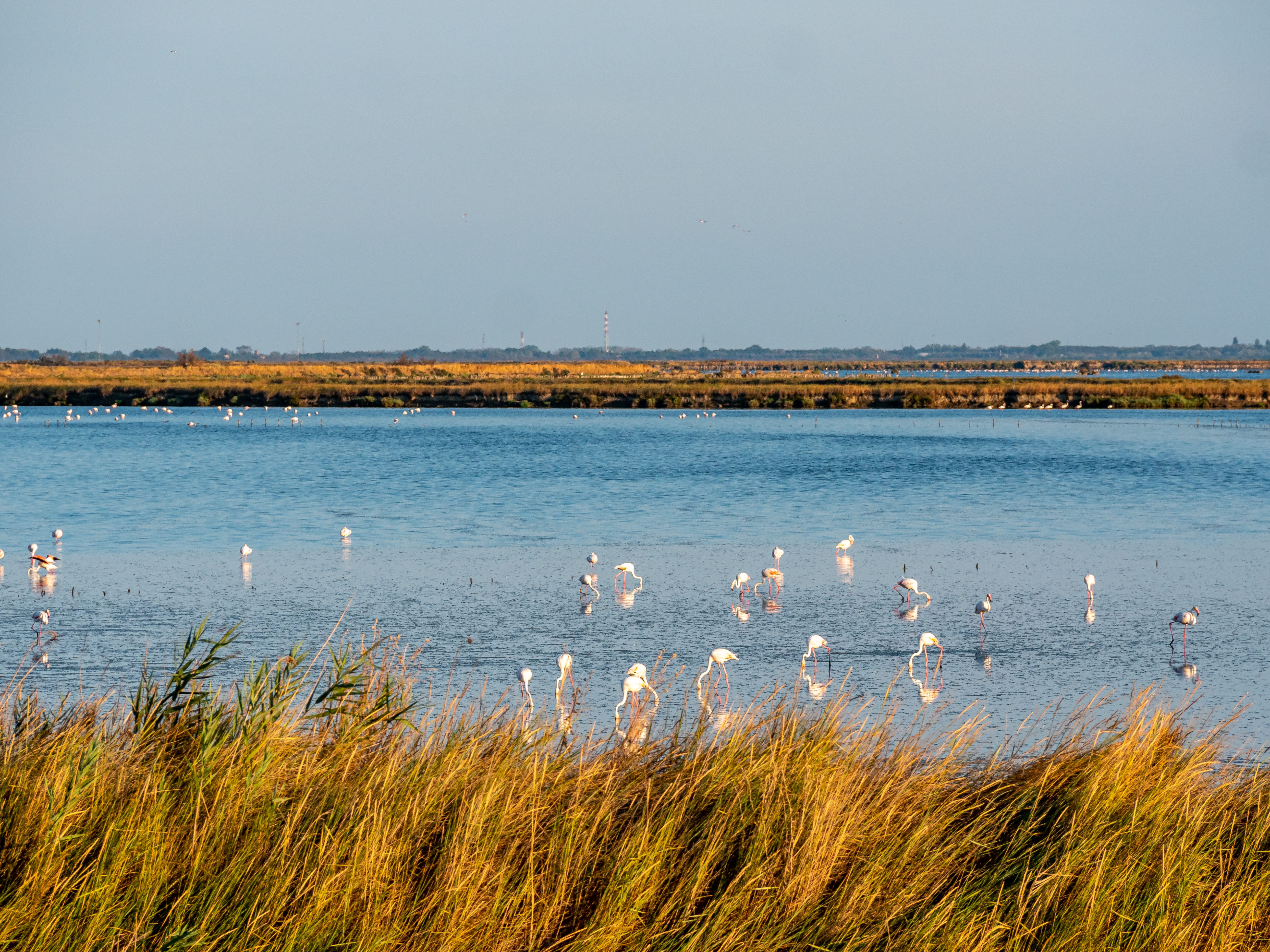 Valli di Comacchio