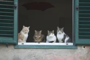 Gatti alla finestra