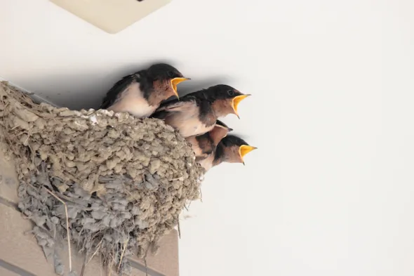 Cosa fare con un nido di rondini sul balcone?