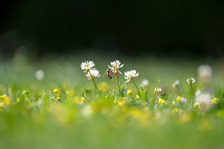 Marzo apre le porte alla primavera: quali insetti arrivano in questa stagione?