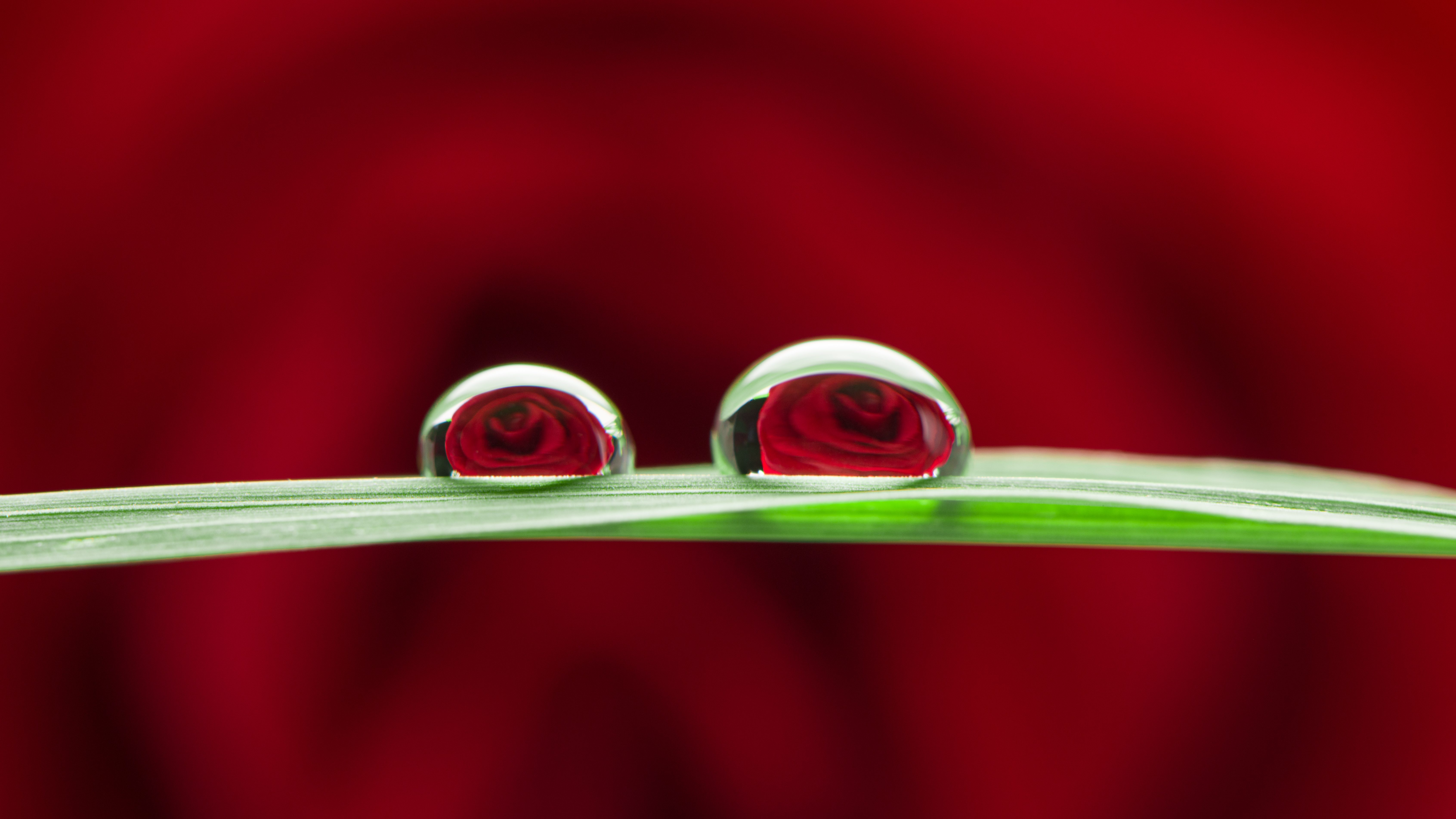 rose 