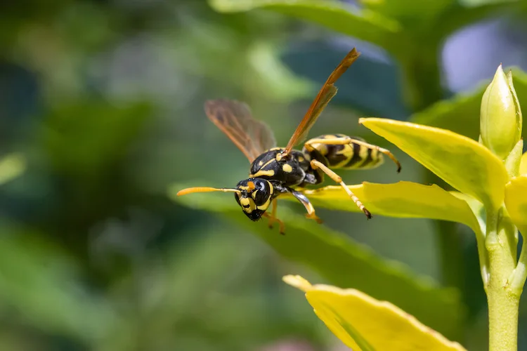 Come allontanare le vespe mentre si mangia sul balcone o in giardino