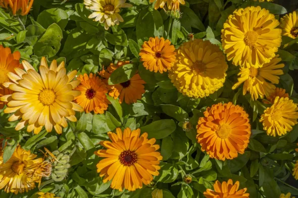 calendula