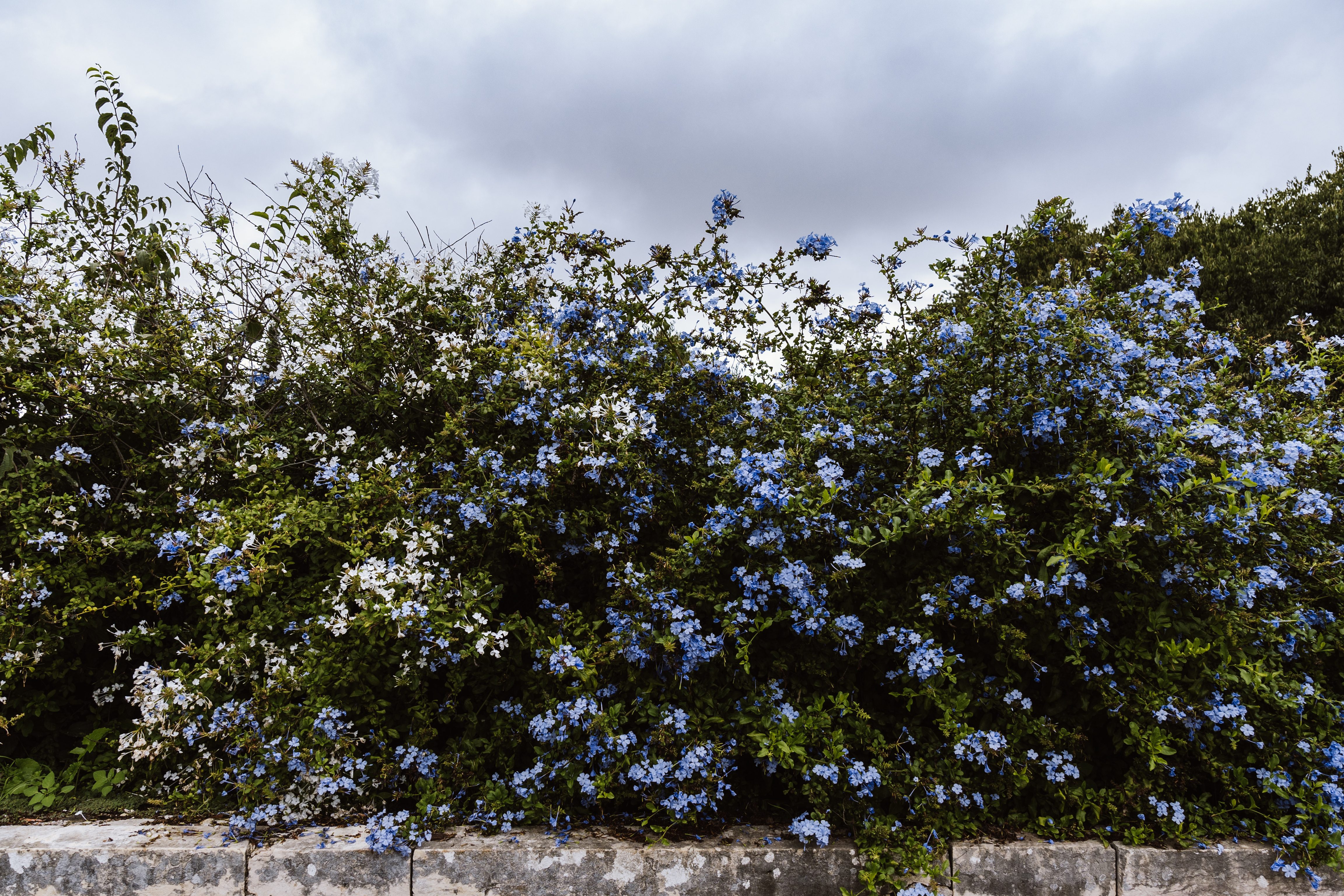 Plumbago