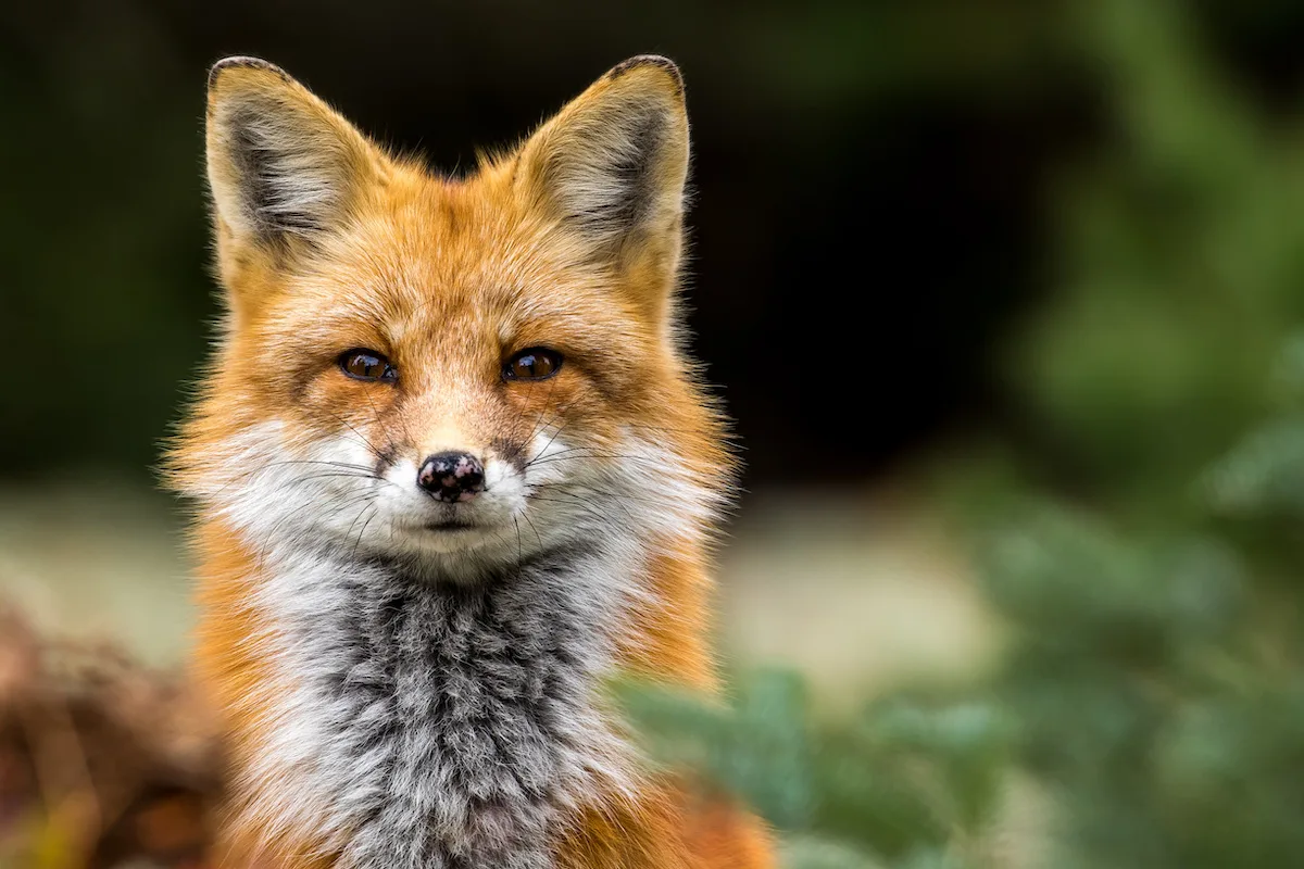 Quali animali non sono considerati “domestici” e non si possono tenere in casa?