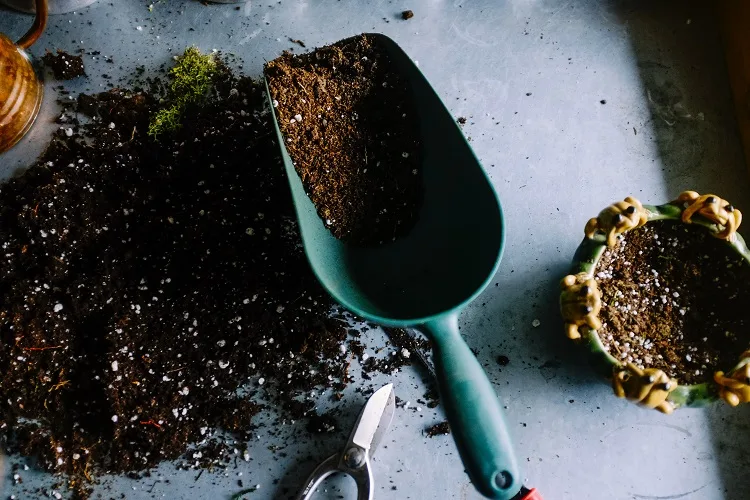Quali piante mettere in un piccolo giardino secondo il Feng Shui?