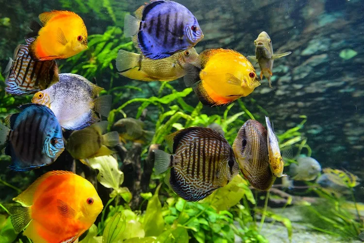 Come avere un acquario curato in casa