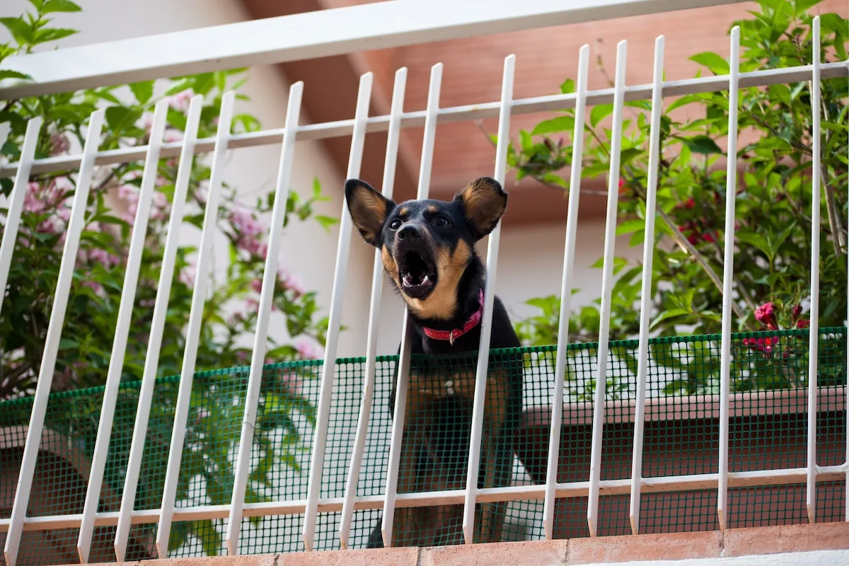 Cane che abbaia in condominio: cosa fare e cosa si rischia