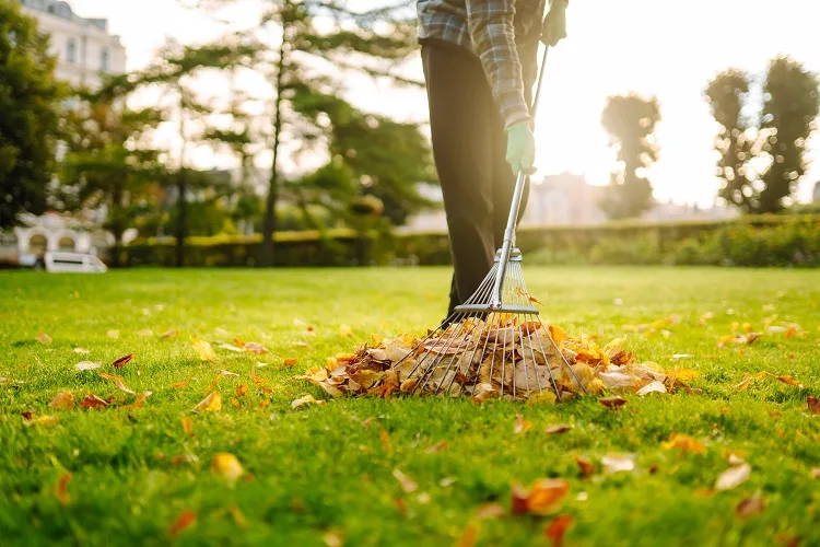 Dove si buttano le foglie secche raccolte in giardino?