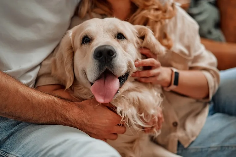 Quali sono i benefici di avere un cane in casa?
