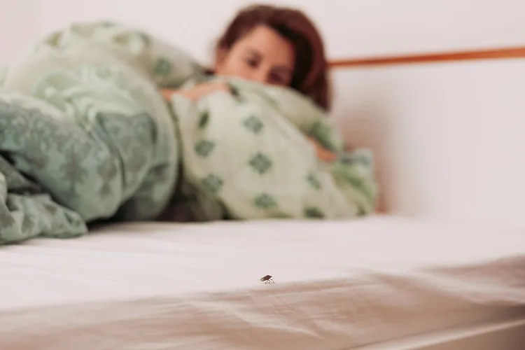Come pulire la valigia ed evitare di portare a casa le cimici da letto
