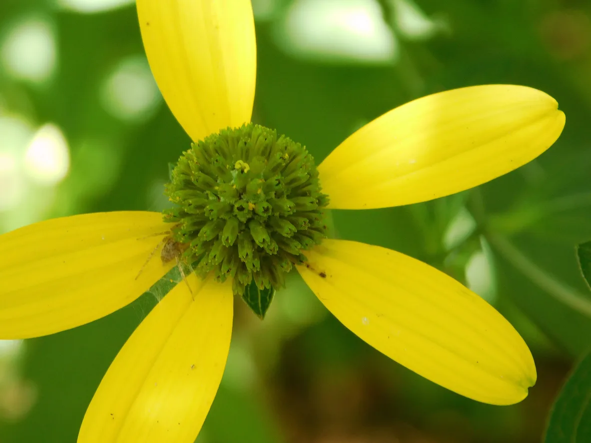 Forbicina frondosa