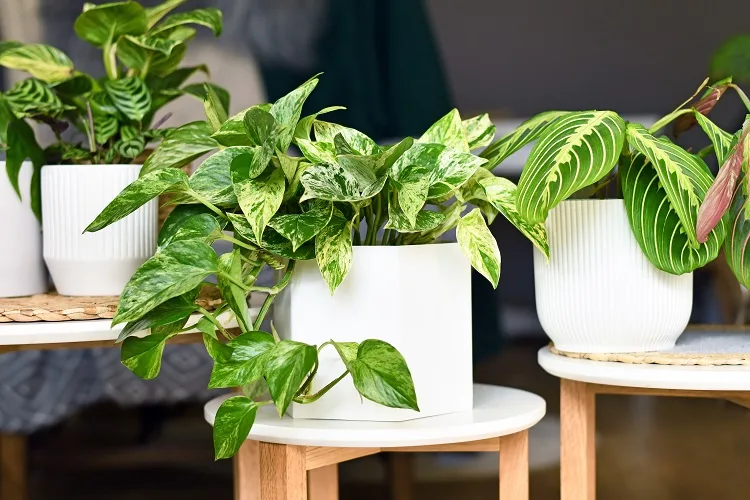 Le piante che assorbono umidità che dovresti tenere in casa durante l’inverno