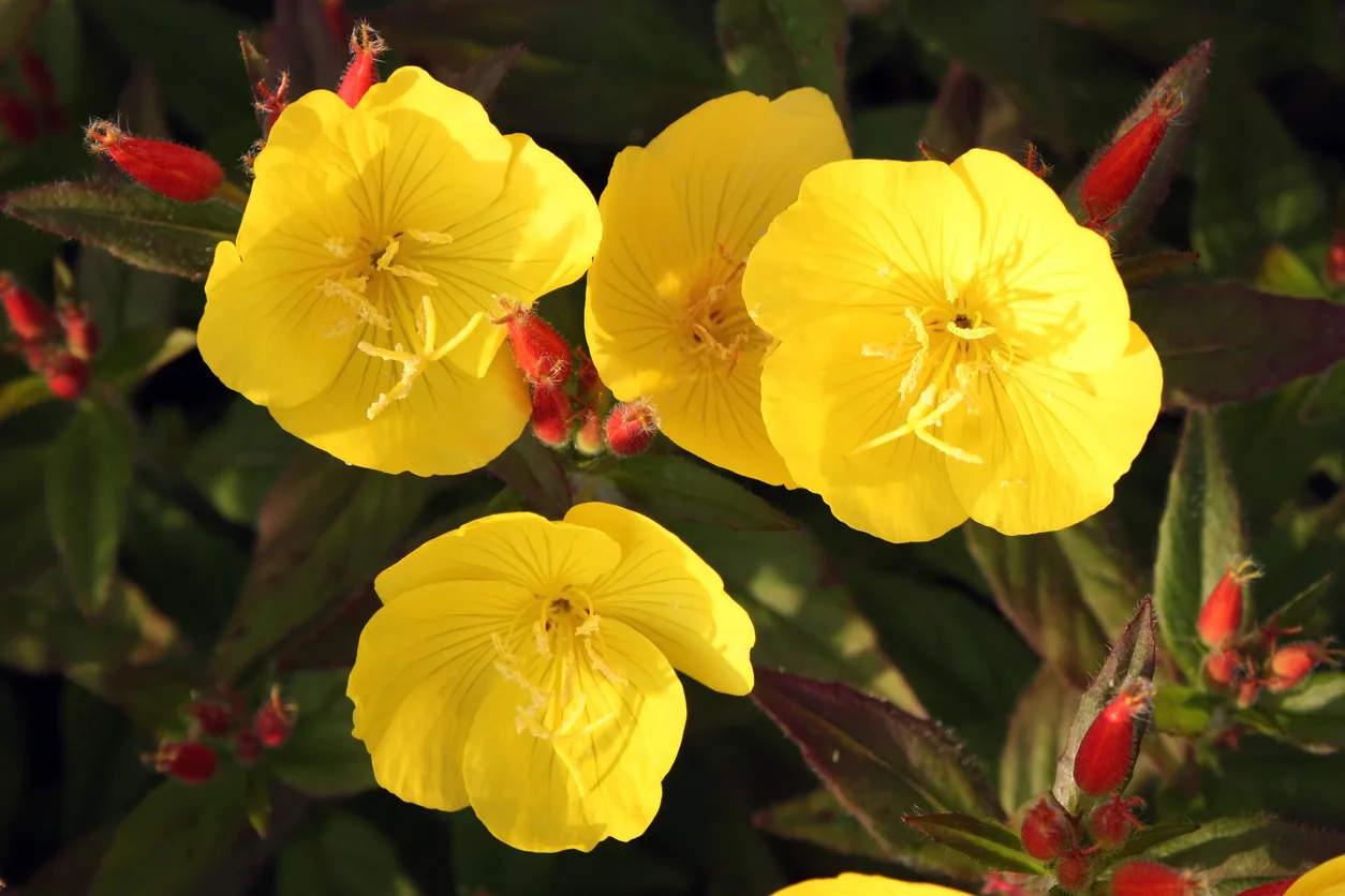 Ludwigia grandiflora
