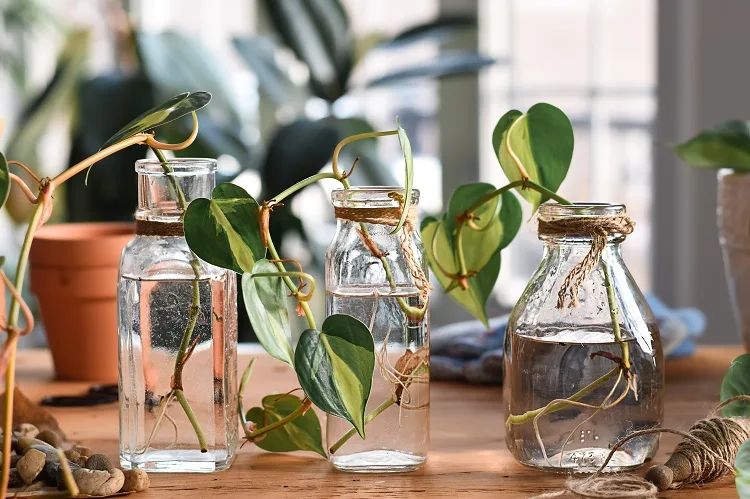 Pothos