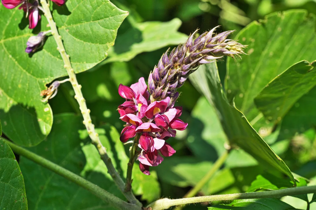 Pueraria