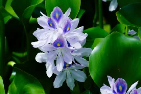 Quali sono le piante vietate che non si possono coltivare in casa in Italia