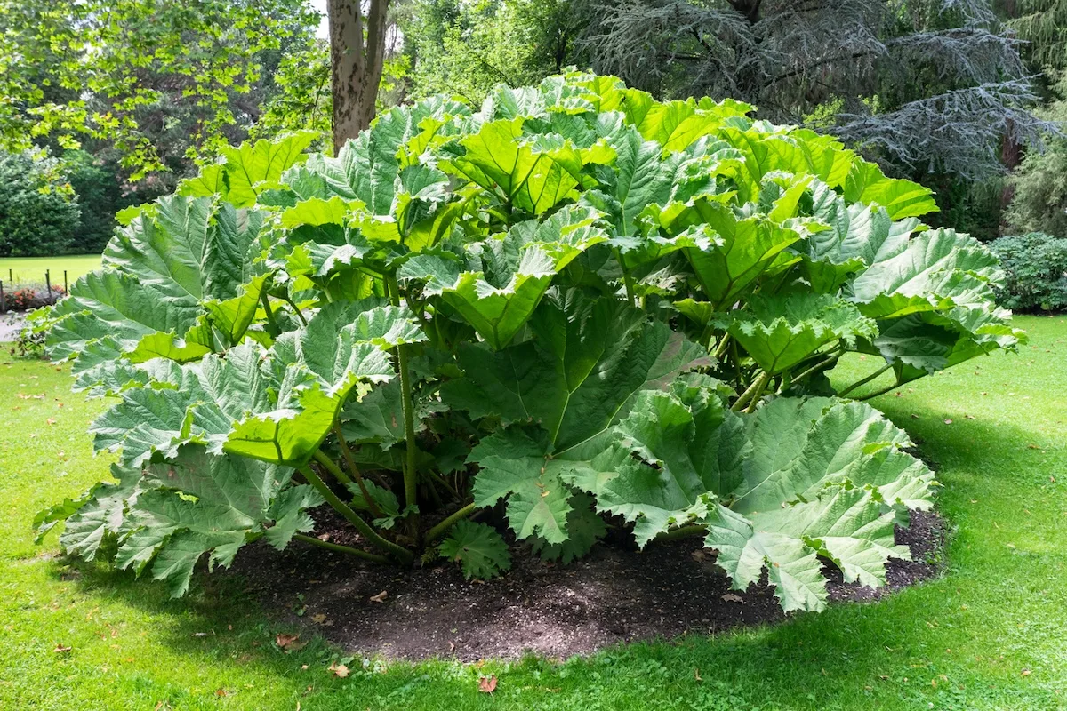 Rabarbaro gigante