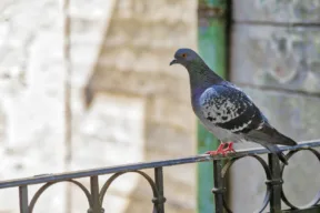 piccione