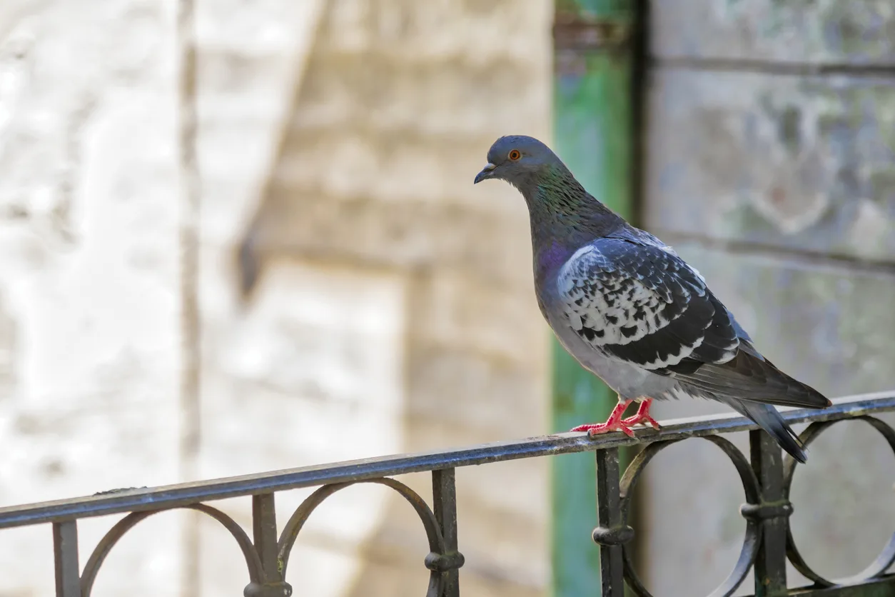 Si può dare da mangiare a piccioni e altri uccelli in condominio?