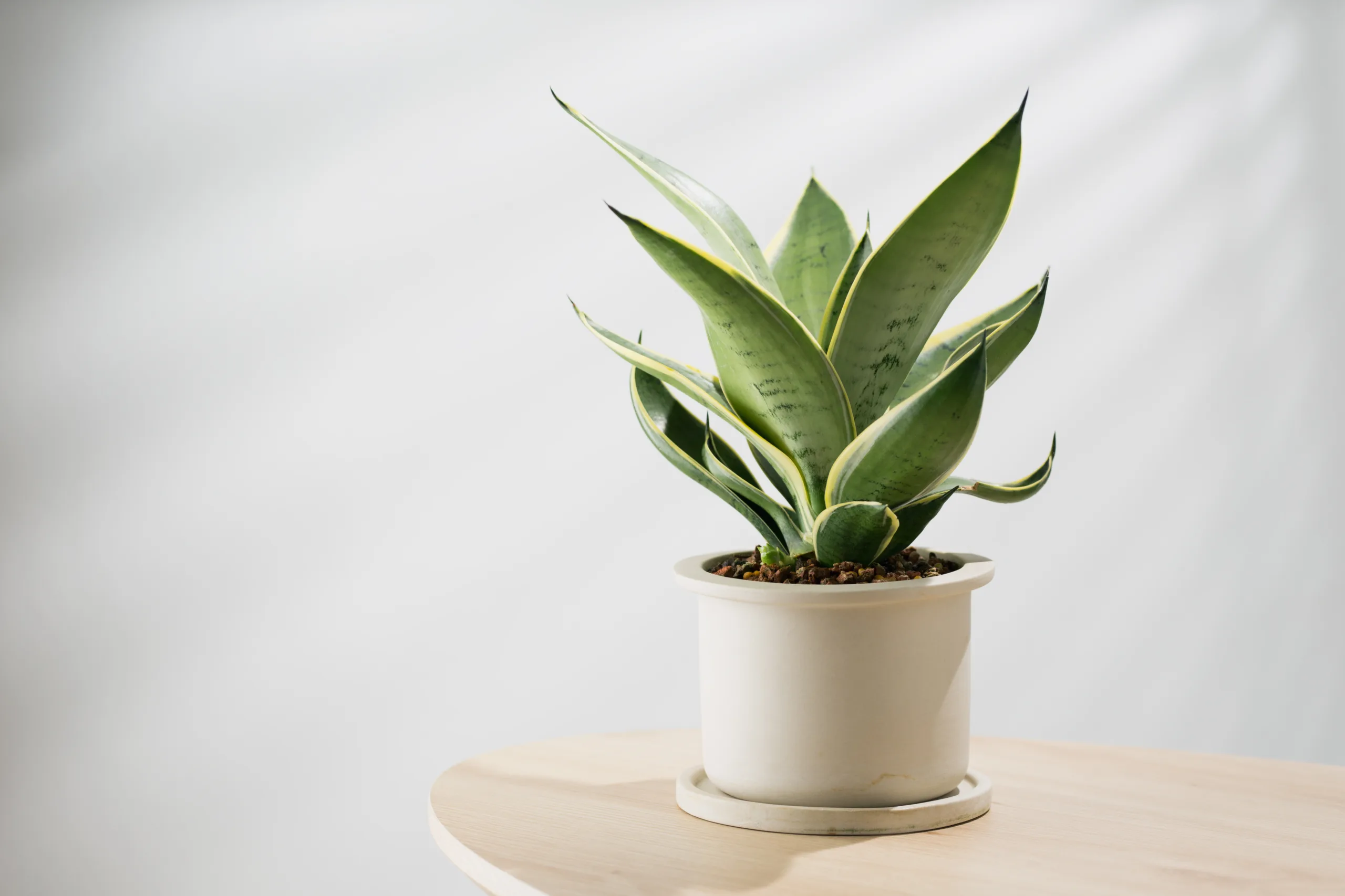 Sansevieria