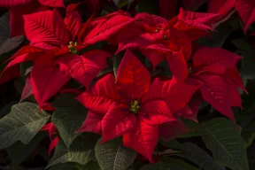 Stella di Natale, come prendersene cura (in tutte le stagioni e cosa significa regalarla