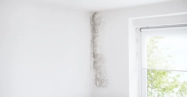 Casa in affitto con muffa e umidità: chi paga e cosa fare?