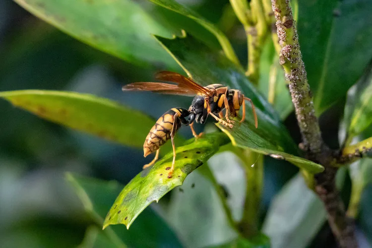 Come allontanare le vespe all’aperto nel giardino di casa