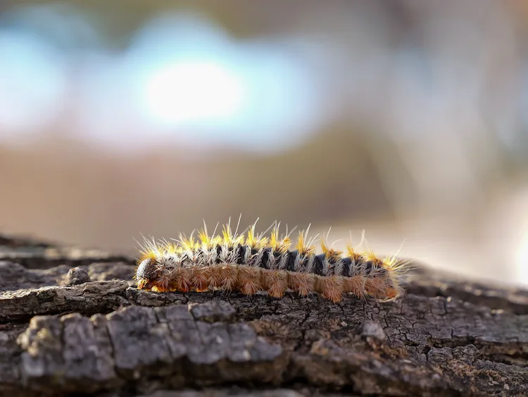 Cosa fare se trovi una processionaria in giardino e come eliminarle con metodi naturali