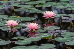 Fiore di loto: qual è il suo significato simbolico, di che colori esiste e come coltivarlo in casa 