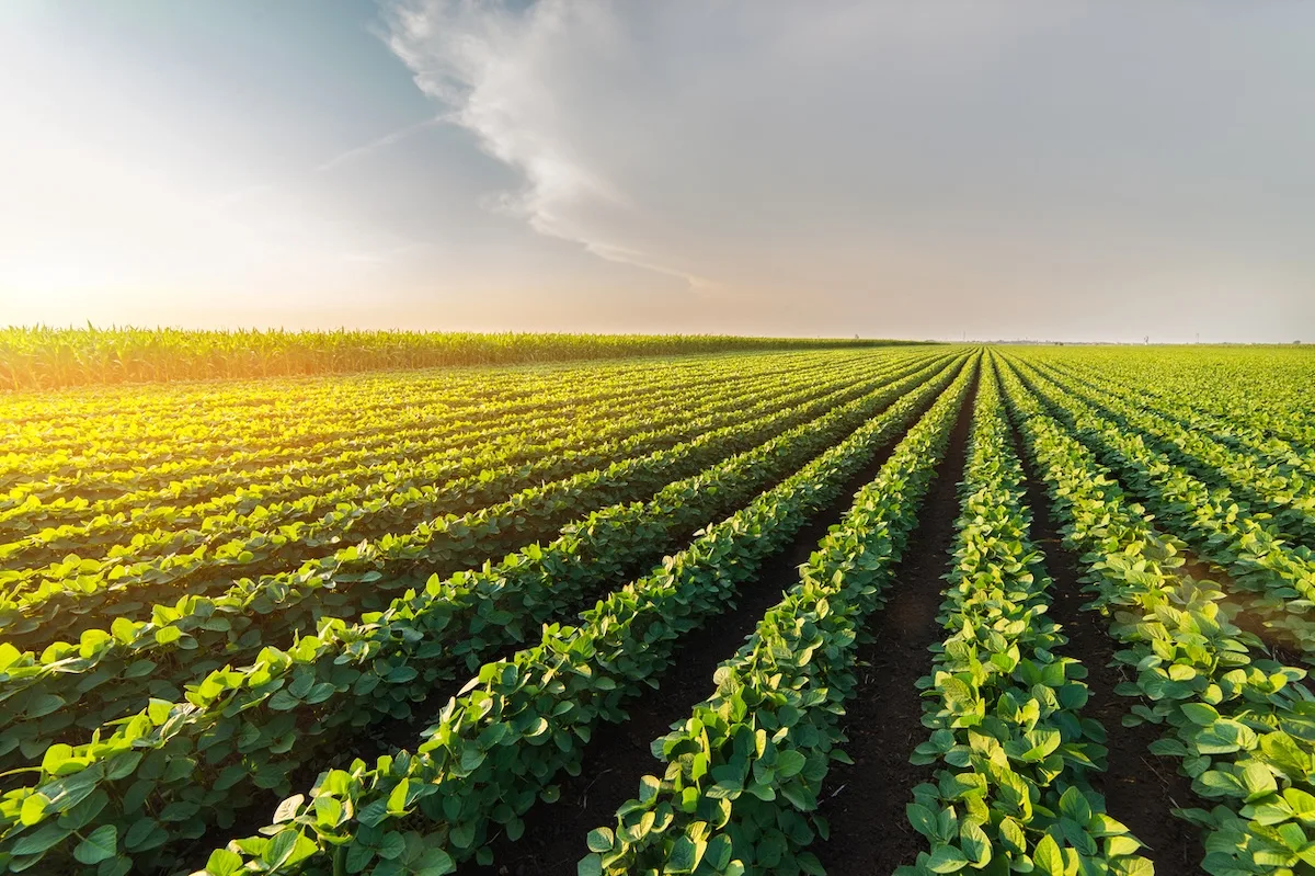 differenza tra reddito dominicale e reddito agrario