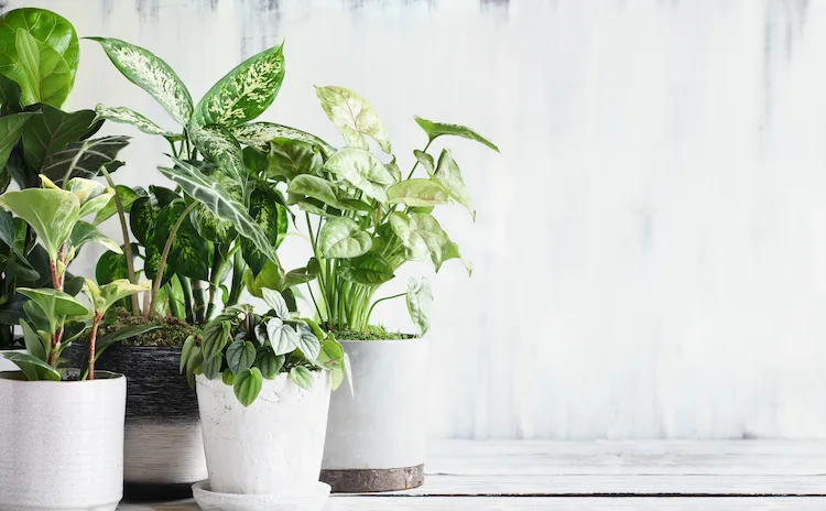 5 piante che portano fortuna in casa perfette da regalare (o regalarsi)