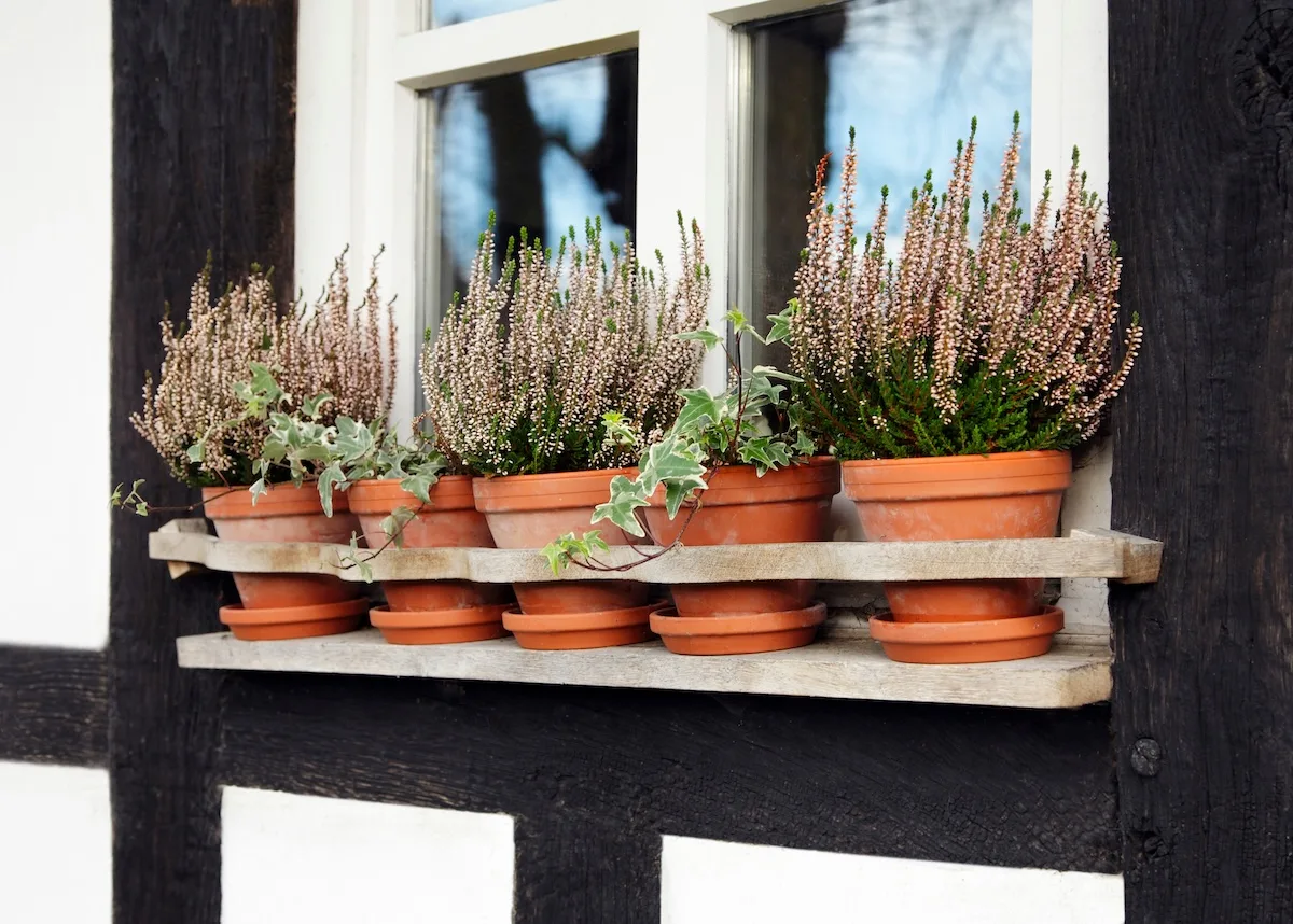 I migliori fiori invernali da esterno perenni