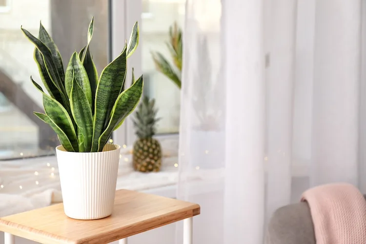 Sansevieria, qual è il suo significato simbolico e perché dovresti averla in casa