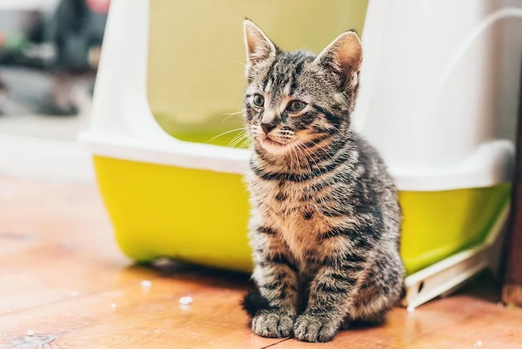 Dove si butta la lettiera del gatto?
